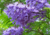 semente de jacarandá mimoso, sementes de jacarandá mimoso roxo, sementes de jacarandá mimoso, semente de jacarandá, semente de jacarandá roxo, semente de árvore de flor roxa, semente de árvore florífera