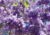 semente de jacarandá mimoso, sementes de jacarandá mimoso roxo, sementes de jacarandá mimoso, semente de jacarandá, semente de jacarandá roxo, semente de árvore de flor roxa, semente de árvore florífera