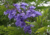 semente de jacarandá mimoso, sementes de jacarandá mimoso roxo, sementes de jacarandá mimoso, semente de jacarandá, semente de jacarandá roxo, semente de árvore de flor roxa, semente de árvore florífera