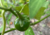 semente de jiló redondo, semente de jiló, comprar semente de jiló, sementes de jiló, sementes de jiló redondo, comprar sementes de legumes, comprar sementes para horta, sementes de frutas, sementes de legumes