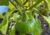 semente de jiló redondo, semente de jiló, comprar semente de jiló, sementes de jiló, sementes de jiló redondo, comprar sementes de legumes, comprar sementes para horta, sementes de frutas, sementes de legumes
