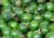 semente de jiló redondo, semente de jiló, comprar semente de jiló, sementes de jiló, sementes de jiló redondo, comprar sementes de legumes, comprar sementes para horta, sementes de frutas, sementes de legumes
