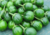 semente de jiló redondo, semente de jiló, comprar semente de jiló, sementes de jiló, sementes de jiló redondo, comprar sementes de legumes, comprar sementes para horta, sementes de frutas, sementes de legumes