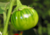 semente de jiló redondo, semente de jiló, comprar semente de jiló, sementes de jiló, sementes de jiló redondo, comprar sementes de legumes, comprar sementes para horta, sementes de frutas, sementes de legumes