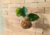kokedama de jibóia, kodemas de jibóia, kokedama de folhagem, kokedamas, kokedama, kokedama de orquídea, kokedama para pendurar, kokedama diferente, kokedama de flor