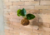 kokedama de jibóia, kodemas de jibóia, kokedama de folhagem, kokedamas, kokedama, kokedama de orquídea, kokedama para pendurar, kokedama diferente, kokedama de flor