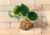 kokedama de jibóia, kodemas de jibóia, kokedama de folhagem, kokedamas, kokedama, kokedama de orquídea, kokedama para pendurar, kokedama diferente, kokedama de flor