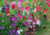 semente de lathyrus ervilha de cheiro, semente de ervilha de cheiro, sementes de lathyrus ervilha de cheiro, sementes de ervilha de cheiro, semente de flores coloridas, semente de flores, semente de flores lindas