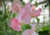 semente de lathyrus ervilha de cheiro, semente de ervilha de cheiro, sementes de lathyrus ervilha de cheiro, sementes de ervilha de cheiro, semente de flores coloridas, semente de flores, semente de flores lindas