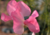 semente de lathyrus ervilha de cheiro, semente de ervilha de cheiro, sementes de lathyrus ervilha de cheiro, sementes de ervilha de cheiro, semente de flores coloridas, semente de flores, semente de flores lindas