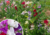 semente de lathyrus ervilha de cheiro, semente de ervilha de cheiro, sementes de lathyrus ervilha de cheiro, sementes de ervilha de cheiro, semente de flores coloridas, semente de flores, semente de flores lindas