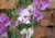 semente de lathyrus ervilha de cheiro, semente de ervilha de cheiro, sementes de lathyrus ervilha de cheiro, sementes de ervilha de cheiro, semente de flores coloridas, semente de flores, semente de flores lindas