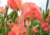 semente de lathyrus ervilha de cheiro, semente de ervilha de cheiro, sementes de lathyrus ervilha de cheiro, sementes de ervilha de cheiro, semente de flores coloridas, semente de flores, semente de flores lindas