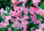 semente de lathyrus ervilha de cheiro, semente de ervilha de cheiro, sementes de lathyrus ervilha de cheiro, sementes de ervilha de cheiro, semente de flores coloridas, semente de flores, semente de flores lindas