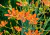 semente de lírio leopardo, sementes de lírios, sementes de lírio leopardo, lírio leopardo onde comprar, lírio leopardo sementes, comprar sementes de lírio leopardo, comprar sementes de lírio, sementes de flores raras