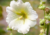 Comprar sementes de flor, semente de flores exóticas, sementes em promoção, semente de malva, sementes para presente, plantar semente de flor no jardim, plantar sementes no vaso, comprar sementes de flor, comprar sementes de malva no Armazém da Roça