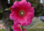 Comprar sementes de flor, semente de flores exóticas, sementes em promoção, semente de malva, sementes para presente, plantar semente de flor no jardim, plantar sementes no vaso, comprar sementes de flor, comprar sementes de malva no Armazém da Roça