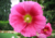 Comprar sementes de flor, semente de flores exóticas, sementes em promoção, semente de malva, sementes para presente, plantar semente de flor no jardim, plantar sementes no vaso, comprar sementes de flor, comprar sementes de malva no Armazém da Roça