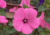 Comprar sementes de flor, semente de flores exóticas, sementes em promoção, semente de malva, sementes para presente, plantar semente de flor no jardim, plantar sementes no vaso, comprar sementes de flor, comprar sementes de malva no Armazém da Roça