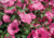 Comprar sementes de flor, semente de flores exóticas, sementes em promoção, semente de malva, sementes para presente, plantar semente de flor no jardim, plantar sementes no vaso, comprar sementes de flor, comprar sementes de malva no Armazém da Roça