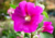 Comprar sementes de flor, semente de flores exóticas, sementes em promoção, semente de malva, sementes para presente, plantar semente de flor no jardim, plantar sementes no vaso, comprar sementes de flor, comprar sementes de malva no Armazém da Roça