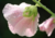 Comprar sementes de flor, semente de flores exóticas, sementes em promoção, semente de malva, sementes para presente, plantar semente de flor no jardim, plantar sementes no vaso, comprar sementes de flor, comprar sementes de malva no Armazém da Roça