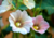 Comprar sementes de flor, semente de flores exóticas, sementes em promoção, semente de malva, sementes para presente, plantar semente de flor no jardim, plantar sementes no vaso, comprar sementes de flor, comprar sementes de malva no Armazém da Roça
