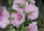 Comprar sementes de flor, semente de flores exóticas, sementes em promoção, semente de malva, sementes para presente, plantar semente de flor no jardim, plantar sementes no vaso, comprar sementes de flor, comprar sementes de malva no Armazém da Roça