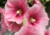 Comprar sementes de flor, semente de flores exóticas, sementes em promoção, semente de malva, sementes para presente, plantar semente de flor no jardim, plantar sementes no vaso, comprar sementes de flor, comprar sementes de malva no Armazém da Roça