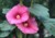 Comprar sementes de flor, semente de flores exóticas, sementes em promoção, semente de malva, sementes para presente, plantar semente de flor no jardim, plantar sementes no vaso, comprar sementes de flor, comprar sementes de malva no Armazém da Roça