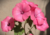Comprar sementes de flor, semente de flores exóticas, sementes em promoção, semente de malva, sementes para presente, plantar semente de flor no jardim, plantar sementes no vaso, comprar sementes de flor, comprar sementes de malva no Armazém da Roça
