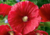 semente de malva vermelha, sementes de malva vermelha, comprar sementes de malva vermelha, comprar semente de malva vermelha, onde comprar sementes de malva vermelha, semente de flores exóticas