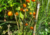 semente de mamão babaco, sementes de mamão babaquinho, comprar sementes de mamão babaco, comprar sementes de mamão babaquinho, onde comprar sementes de frutas exóticas, onde comprar sementes de mamão babaco