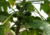 semente de mamão babaco, sementes de mamão babaquinho, comprar sementes de mamão babaco, comprar sementes de mamão babaquinho, onde comprar sementes de frutas exóticas, onde comprar sementes de mamão babaco