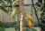 semente de mamão babaco, sementes de mamão babaquinho, comprar sementes de mamão babaco, comprar sementes de mamão babaquinho, onde comprar sementes de frutas exóticas, onde comprar sementes de mamão babaco