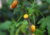 semente de mamão babaco, sementes de mamão babaquinho, comprar sementes de mamão babaco, comprar sementes de mamão babaquinho, onde comprar sementes de frutas exóticas, onde comprar sementes de mamão babaco