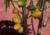 semente de mamão babaco, sementes de mamão babaquinho, comprar sementes de mamão babaco, comprar sementes de mamão babaquinho, onde comprar sementes de frutas exóticas, onde comprar sementes de mamão babaco