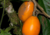 semente de mamão babaco, sementes de mamão babaquinho, comprar sementes de mamão babaco, comprar sementes de mamão babaquinho, onde comprar sementes de frutas exóticas, onde comprar sementes de mamão babaco
