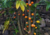 semente de mamão babaco, sementes de mamão babaquinho, comprar sementes de mamão babaco, comprar sementes de mamão babaquinho, onde comprar sementes de frutas exóticas, onde comprar sementes de mamão babaco