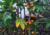 semente de mamão babaco, sementes de mamão babaquinho, comprar sementes de mamão babaco, comprar sementes de mamão babaquinho, onde comprar sementes de frutas exóticas, onde comprar sementes de mamão babaco