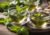 Comprar sementes de manjericão, semente de manjericão, sementes em promoção, semente de manjericão, sementes para presente, plantar semente de manjericão no jardim, plantar sementes de manjericão no vaso, comprar sementes de manjericão no Armazém da Roça