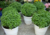 Comprar sementes de manjericão, semente de manjericão, sementes em promoção, semente de manjericão, sementes para presente, plantar semente de manjericão no jardim, plantar sementes de manjericão no vaso, comprar sementes de manjericão no Armazém da Roça