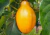 semente de maracujá doce gigante, semente de passiflora, comprar semente de passiflora alata, semente de frutas raras, sementes de passiflora alata, comprar sementes de maracujá doce, comprar sementes de maracujá doce gigante, onde comprar semente de mara
