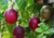 semente de maracujá azedo roxo, semente de maracujá roxo, comprar sementes de maracujá roxo, sementes de passiflora edulis, onde comprar sementes de maracujá roxo, sementes de maracujá azedo, semente de maracujá exótico, sementes de maracujá diferente