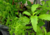 Comprar sementes de mastruz, comprar sementes de erva de santa maria, plantar mastruz no vaso, plantar mastruz no quintal, plantar mastruz no jardim, mastruz com leite, mastruz é bom, comprar mastruz