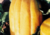 semente de melão caipira gaúcho, semente de melão caipira, semente de melão gaúcho, comprar sementes de melão, comprar sementes de melão gaúcho, comprar sementes de melão caipira, sementes de frutas