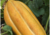 semente de melão caipira gaúcho, semente de melão caipira, semente de melão gaúcho, comprar sementes de melão, comprar sementes de melão gaúcho, comprar sementes de melão caipira, sementes de frutas