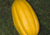 semente de melão caipira gaúcho, semente de melão caipira, semente de melão gaúcho, comprar sementes de melão, comprar sementes de melão gaúcho, comprar sementes de melão caipira, sementes de frutas