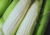 semente crioula de milho branco, semente de milho branco crioula, semente de milho branco ancestral, comprar semente de milho branco crioulo, sementes de milho branco crioulo, comprar sementes de milho branco
