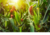 Comprar sementes de milho, semente de milho doce, sementes de milho doce em promoção, semente de milho, sementes para presente, plantar semente de milho no jardim, plantar sementes de milho no vaso, comprar sementes de milho no Armazém da Roça